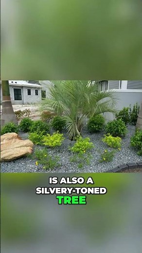 What’s the Buzz on Yellow Lantana and Pindo PALM? #shorts