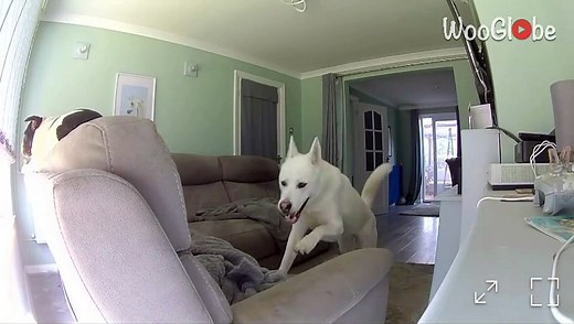 Dog thinks the best way to end filming is by eating the camera