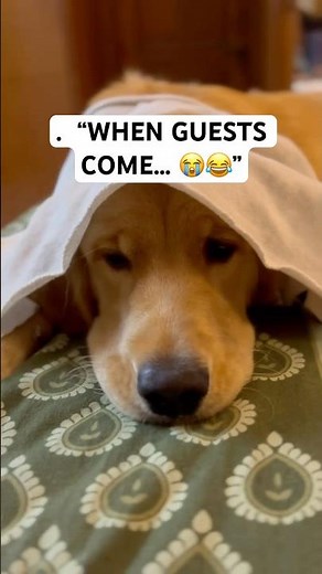 When Guests Come But You Can’t Say Anything 😭 | Funny Dog #ytshorts #thatfunnyfeeling