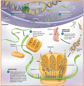 RNA & Protein Synthesis
