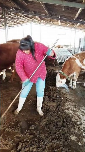 Rural Cattle Farming Life | Daily Life of a Hardworking Cow Farmer