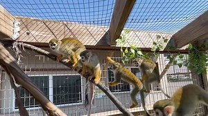 No time for monkeying around, there’s a little more than ONE WEEK left in our season!🙉 Animal Adventure Park is home to four different species of monkey as well as several different primate relatives! From our ground dwellers to our high flyers, you never know WHAT kind of “monkey business” awaits during your visit! Catch up with our troop while you still can, open daily through October 20th from 10am until 5pm! KIDS DAY: don’t forget, all children ages 3-11 receive a special $7 admission on Mo