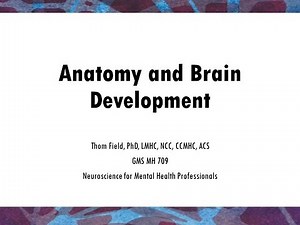 Anatomy and Brain Development