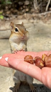 3.2M views · 84K reactions | Nut Math in Action #charliethechipmunk #animals #wildlife #funny #nature #cute #lol #smart #humor #comedy #reelschallenge #reelsfacebook | Charlie The Chipmunk | Facebook