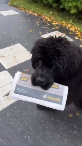 Meet this confident Newfie puppy