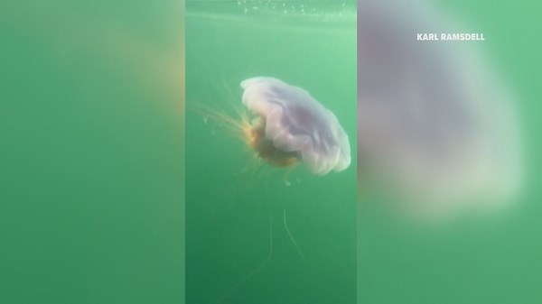 Maine coast teeming with large jellyfish as locals urged to steer clear
