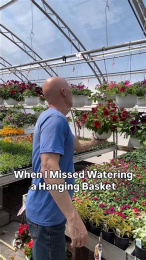 Ugh! When I Miss Watering a Hanging Basket