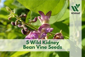 5 Wild Kidney Bean Vine Seeds – Phaseolus Polystachios - Etsy