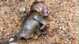 Libby Lost Control Again With Bad Mood Feeling Spread To Rainbow. Rainbow Cry And Cry Loudly. #AnimalsShelter #LovelyMonkey #RainbowMonkey #LibbyMonkey | Animals Shelter