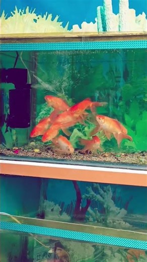 Big size gold fish available at Calcatta Aquarium House #explorepage #viralshort #ytshorts