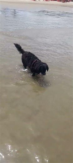 Cachorrinha jully na praia primeira vez Rockdu like