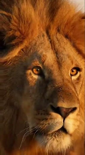 Lion Hunts and Kills a Deer | Powerful Wildlife Predator vs Prey in the Wild #shorts#loinvsdeer#loin