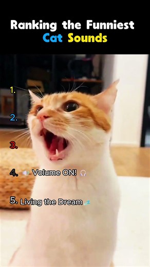 Ranking the Funniest Cat Sounds 😂 | Cutest Meows Ever! #shorts