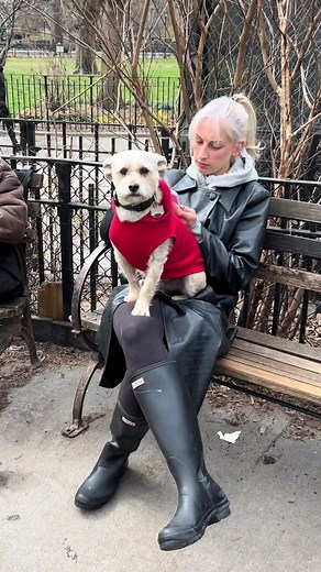 Maxwell the Friendly Dog in New York City