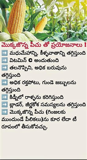 Corn (Maize) Health Benefits You Didn’t Know! Boost Digestion, Energy & Immunity Naturally