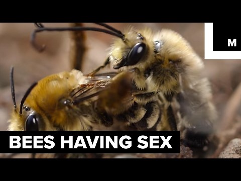 Bees getting it on