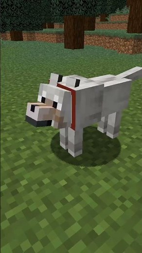 ¿CÓMO LOS PERROS SE TELETRANSPORTAN? #minecraft #shortvideo #shortvideo