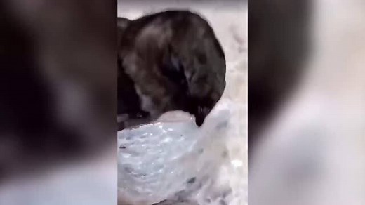 燕窝是怎么形成的？网友实拍海鸟金丝燕筑巢过程，看完你还想吃吗