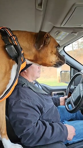 631 reactions | When they tell you that turning the clocks back 1 hour gives you an extra hour of sleep! #boandtytheboxerboys #boandty #botyjax #boxset #ripjax #ripbo #ilovemyboxerdogs #boxerdogsofinstagram #boxerbrothers #boxerboys #boxersarethebestdogs #getadog #getalife #asluckwouldhaveit #whatafeeling #mansbestfriend #ourdoglife #gotdogs #hugyourdog #thatface #thatear #newenglanweather #hittheroadwithty #beanoutsider #getoutside #bostrong | Boandtytheboxerboys | Facebook