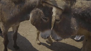 Disfrutan del 🌞, se revuelcan en la tierra, corren, juegan con sus amigos ❤️. Así es la vida del burro Florindo y sus amigos, residentes de Burrolandia México A.C., un santuario que promueve la conservación, el refugio y la protección de estos divertidos animales. Al igual que ellos, en Mercy For Animals sabemos que todos los animales merecen una vida sin explotación ni sufrimiento. Conoce a nuestro tercer #Aliado en esta serie dedicada a reconocer a quienes se esfuerzan todos los días por hace