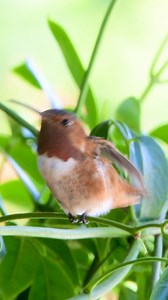 1.4K views · 66 reactions | What do hummingbirds do when they’re not...