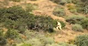 Funny Pig Hunting Accident