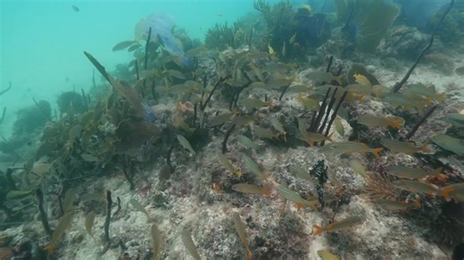 The world’s first legally binding treaty to protect marine life in international waters takes effect