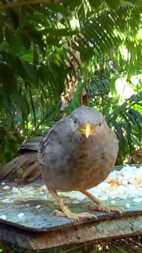 🐦 Wild Bird Eating Rice in Garden | Beautiful Nature Wildlife Video - Short