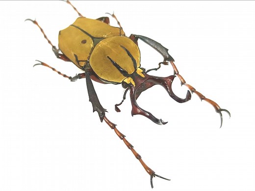 ［纯干货］全球最全Dicronocephalus（鹿角花金龟属）种类辨认教程！个体差异、种内变异、个体型、地域性大解析！！！（上）wallichii（弯角分支）