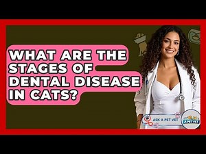 What Are The Stages Of Dental Disease In Cats? - Ask A Pet Vet