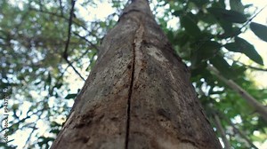 Looking up view of dry tree. Dead and dry tree trunks still standing strong in the tropical forest