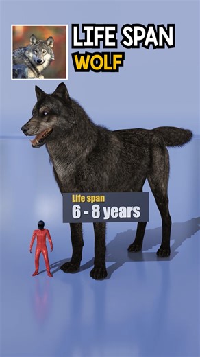 15K views · 111 reactions | Animal Life Span Comparison | Weird Data | Facebook