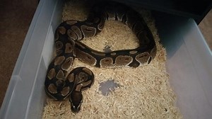 Georgia woman says 14 pet pythons let loose in neighborhood