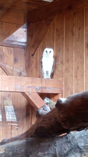 Barn Owl in the Discovery Hut (Point Defiance Zoo & Aquarium)