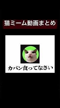 猫ミーム動画まとめ #catmemes #catshorts #猫ミーム #catvideos #catlovers #shorts