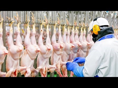 How It's Made: Chicken, Pork, Turkey