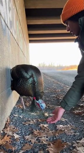 Traumatized Turkey Rescued From Slaughterhouse Truck Learns to Trust