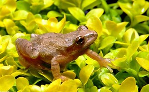 116K views · 986 reactions | Spring peepers are coming out of hibernation making their distinct chirping sounds.  Have you heard them? DYK, due to the spring peepers' permeable skin, they are highly sensitive to pollution. Because of this sensitivity, spring peepers are good indicators of the health of their surrounding environment. Peepers = healthy water and forest! | New Jersey Forest Service | Facebook