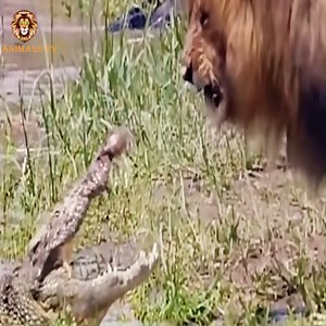 339K views · 7.4K reactions | #animals #animallovers #crocodile | Nature and Wildlife | Facebook