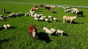 Flock Sheep Grazing Green Meadow Sunset Stock Footage Video (100% Royalty-free) 1110798397 | Shutterstock