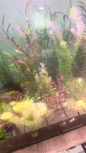 Ludwigia Arcuata