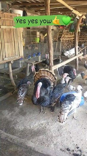 Yes yes yow 🤙💚 | Mac David