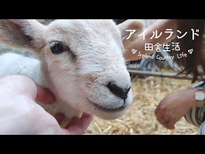 [SUB] Beautiful Ireland - Dingle Peninsula | baby sheep | mountain lake | vlog 18