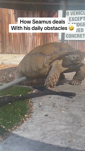 He climbs, he bulldozes, he doesn’t give a “crap” 🤣🤢(literally), and he mowes 😋. Just a day in the life of a 🦖#africansulcata #aggressiveturtle #dinosaur #todaywasagoodday #gross #bulldozer