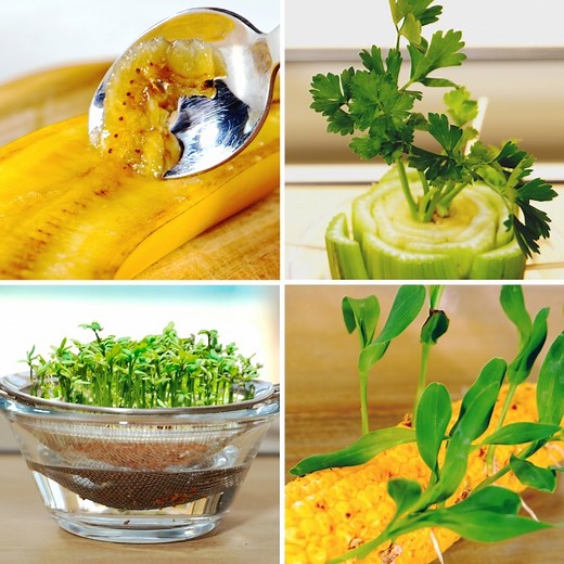 Surprising plant hacks to grow your own garden on your windowsill! | 5-Minute Crafts Family