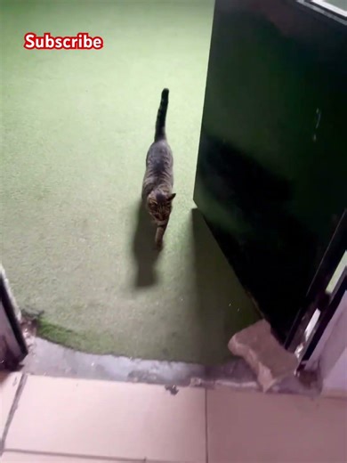 Beautiful cat want me to take a step and go inside before him/she move in. Very smart #shorts #cat