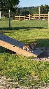 🐄 FUNNIEST Farm Animals 🐓 | Try Not to Laugh