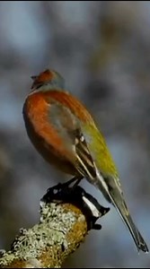 36K views · 2.2K reactions | Bird sounds: Chaffinch bird singing #reels #bird #singing #nature #sounds | Okicau | Facebook