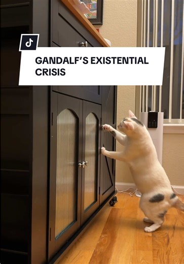 Gandalf the Cat's Existential Door Theme Explained