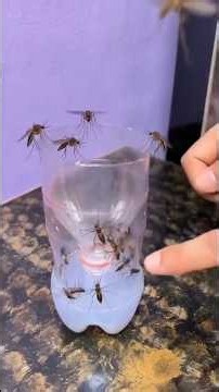 How to Make a Powerful Mosquito Trap at Home